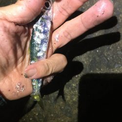 イワシの大群がいるのに釣れない